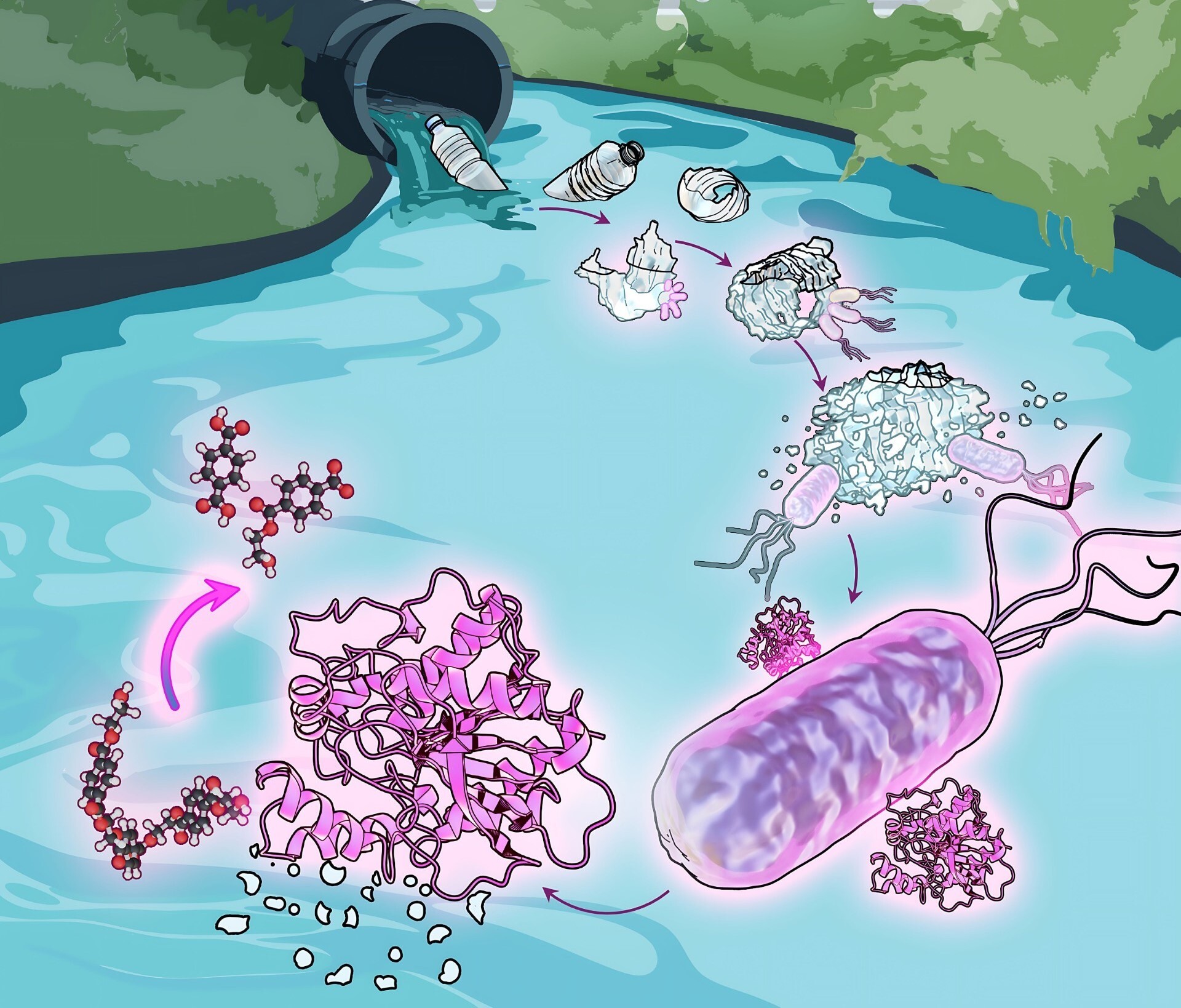 Degradation mechanisms of plastics to nanoplastics and bioavailable carbons by wastewater bacteria. (Credit: Aristilde Lab)